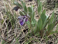 Mertensia oblongifolia