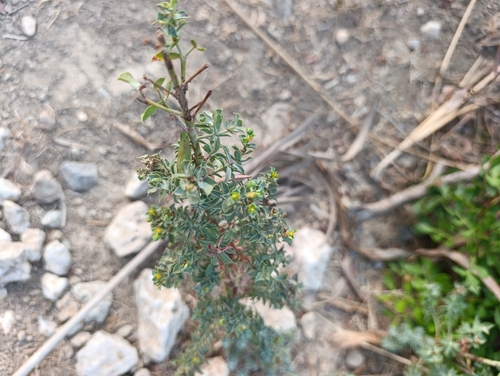 Euphorbia pithyusa, photograph 2