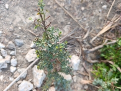 Euphorbia pithyusa, photograph (c) Filip Żuchowski, some rights reserved (CC BY)