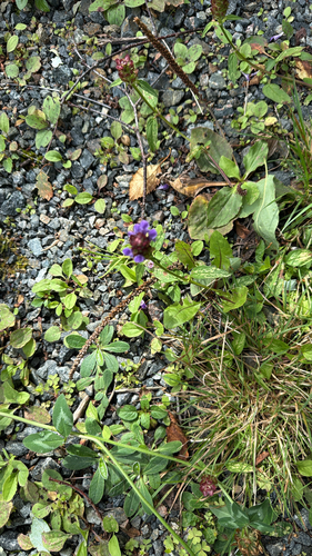 common selfheal