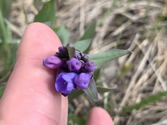 Mertensia oblongifolia