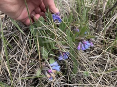 Mertensia oblongifolia