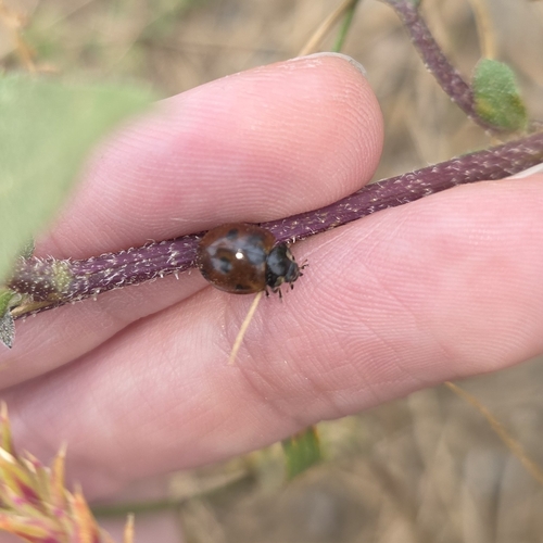 Seven-spotted Lady Beetle