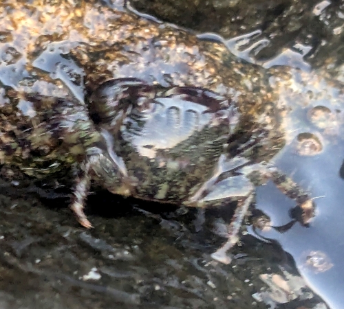 Marbled Crab