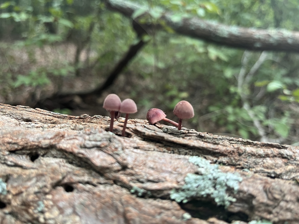 Bleeding Fairy Helmet · September 2026 · photo: Photo: no rights reserved · iNaturalist
