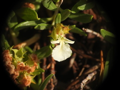 Teucrium montanum