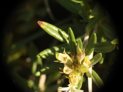 Teucrium montanum, photograph 1