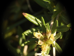 Teucrium montanum, photograph (c) Yves Bas, some rights reserved (CC BY)