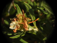 Teucrium montanum, photograph (c) Yves Bas, some rights reserved (CC BY)