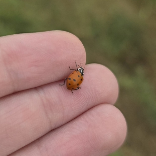 Convergent Lady Beetle