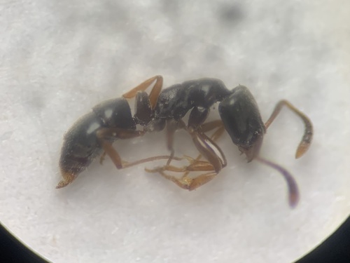 Hypoponera eduardi