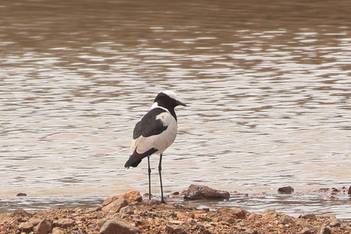 iNaturalist image