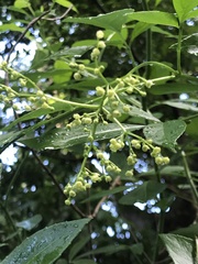 Sambucus australasica
