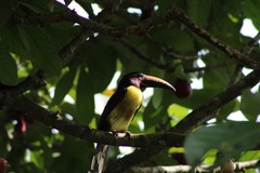 Pteroglossus inscriptus