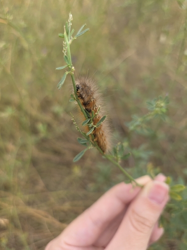 Salt Marsh Moth