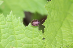 Cosmopepla intergressa