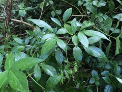 Sambucus australasica