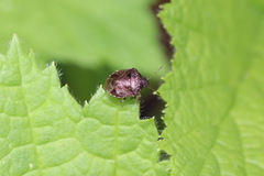 Cosmopepla intergressa