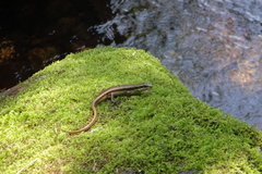 Sphenomorphus incognitus