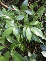 Sambucus australasica
