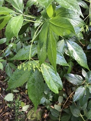 Sambucus australasica