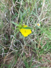 Oenothera serrulata