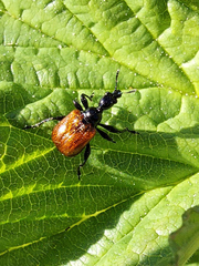 Compsapoderus erythropterus