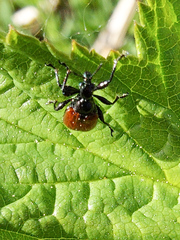 Compsapoderus erythropterus