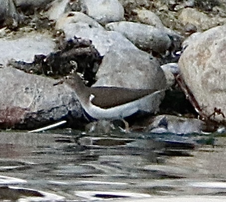 Spotted Sandpiper