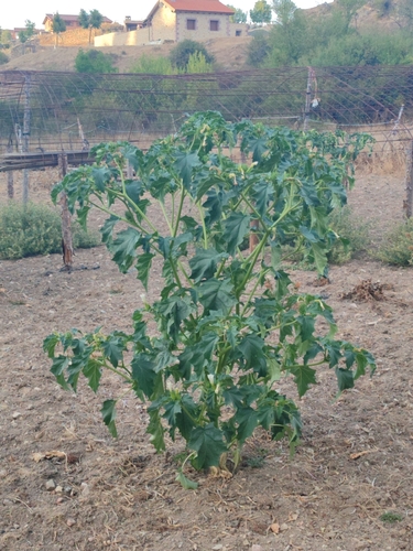jimsonweed