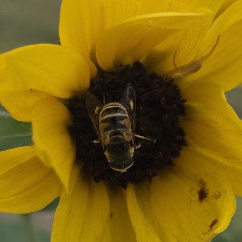 Yellow-shouldered Drone Fly
