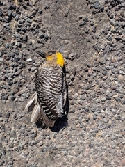 Melanerpes chrysogenys