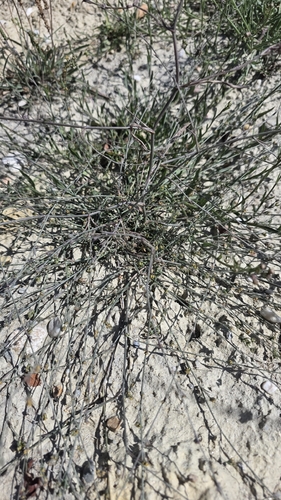 Bupleurum tenuissimum, photograph 3