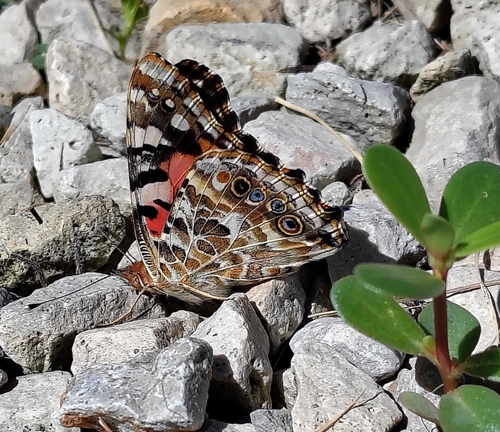 Painted Lady