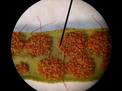 Ceradenia jungermannioides