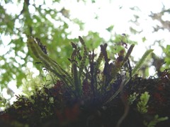 Ceradenia jungermannioides