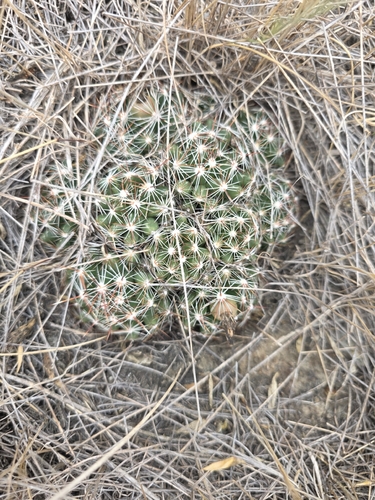 Spinystar