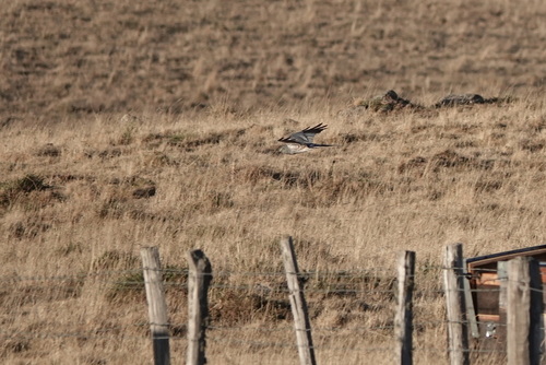 iNaturalist image
