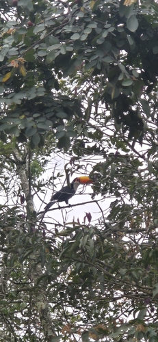 Toco Toucan