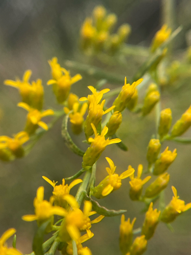 Solidago pinetorum, photograph 1
