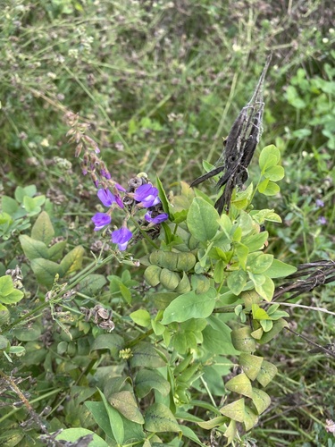 Galega orientalis, photograph 5