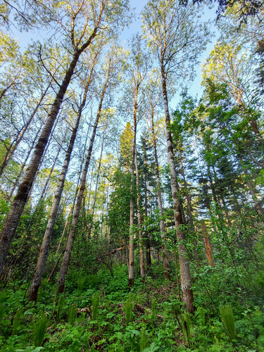Populus tremula iNat (1)