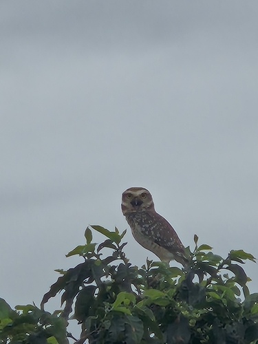 Burrowing Owl