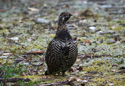 Spruce Grouse