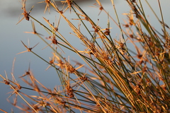 Cyperus gymnocaulos