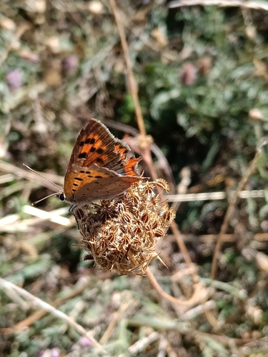 Small Copper