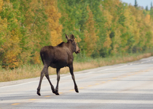 Moose