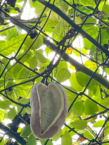 Five-leaf akebia