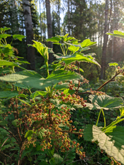Ribes atropurpureum