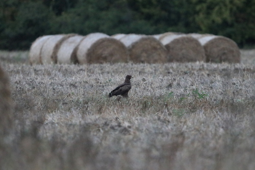 Lesser Spotted Eagle